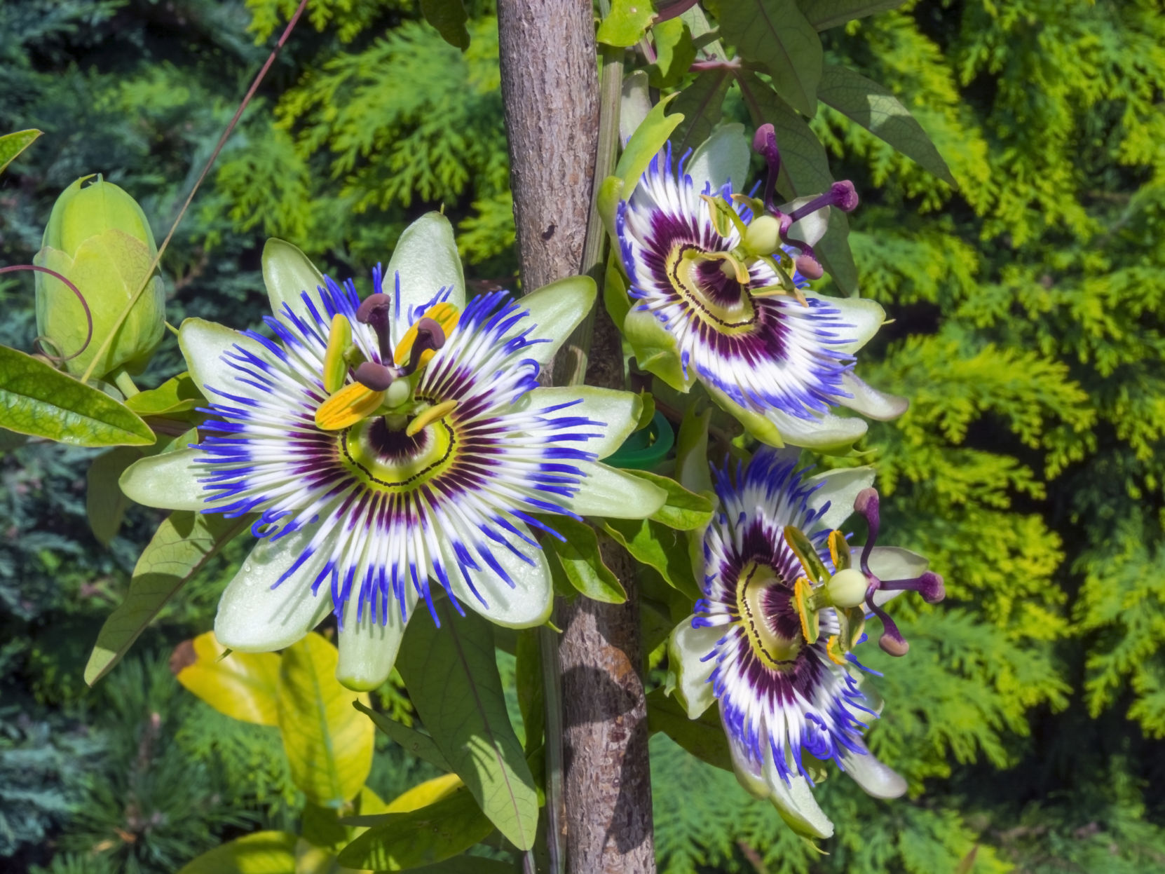 Master Gardeners of Napa County: Why plant a passionflower?